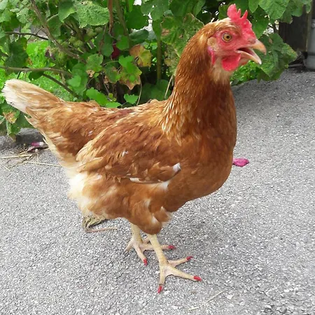 Stadtbauernhof - - Gut Unterleithen - Farm & The