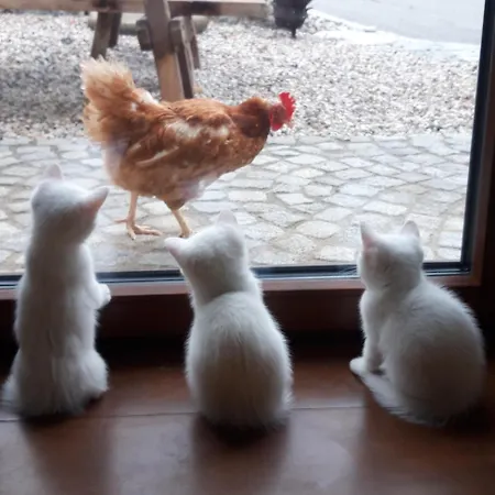 Stadtbauernhof - - Gut Unterleithen - Farm & The ザルツブルク