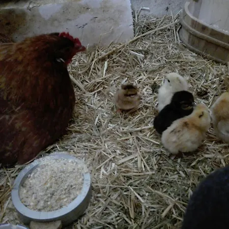 Stadtbauernhof - - Gut Unterleithen - Farm & The アパート *