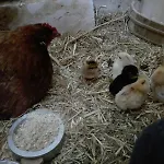 Stadtbauernhof - - Gut Unterleithen - Farm & The Appartement *