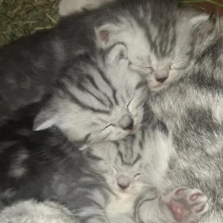 Stadtbauernhof - - Gut Unterleithen - Farm & The Salzburg