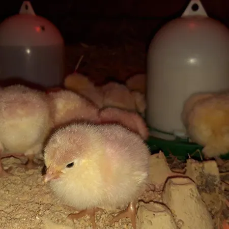 Stadtbauernhof - - Gut Unterleithen - Farm & The شقة سالزبورغ