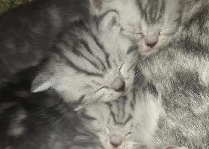 Stadtbauernhof - - Gut Unterleithen - Farm & The Salzbourg