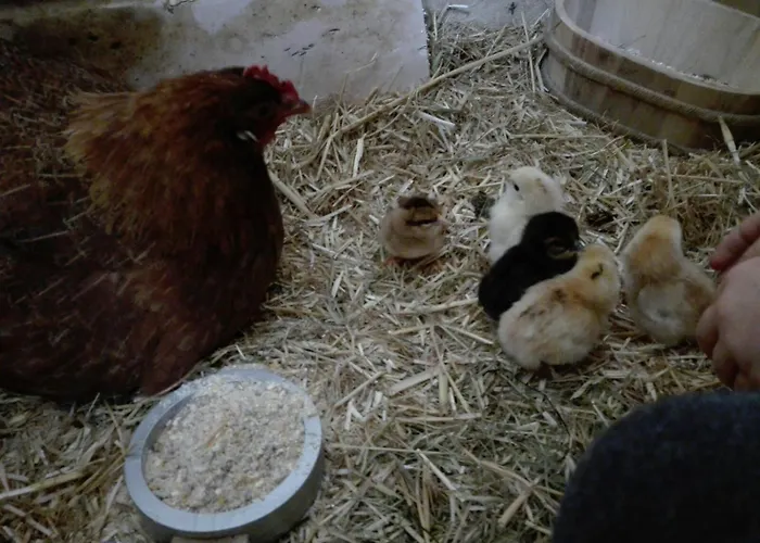 Stadtbauernhof - - Gut Unterleithen - Farm & The Appartement *